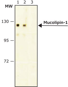 Anti-Mucolipin-1 antibody, Mouse monoclonal clone MLN128, purified from hybridoma cell culture