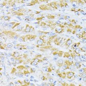 Anti-Cytochrome C antibody produced in rabbit
