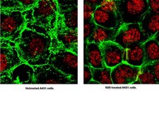 Anti-phospho-Akt (Ser473) Antibody, clone 6F5 clone 6F5, from mouse