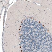 Monoclonal Anti-AUTS2 antibody produced in mouse Prestige Antibodies&#174; Powered by Atlas Antibodies, clone CL7084, purified immunoglobulin, buffered aqueous glycerol solution