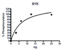 SYK Catalytic Subunit active human recombinant, expressed in baculovirus infected Sf9 cells, &#8805;60% (SDS-PAGE)