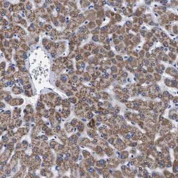 Anti-GPR149 antibody produced in rabbit Prestige Antibodies&#174; Powered by Atlas Antibodies, affinity isolated antibody, buffered aqueous glycerol solution