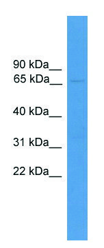 Anti-USP30 antibody produced in rabbit affinity isolated antibody