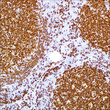 PAX-5 (EP156) Rabbit Monoclonal Primary Antibody