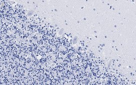 Anti-VGAT Antibody, clone 2E6 ZooMAb&#174; Rabbit Monoclonal recombinant, expressed in HEK 293 cells