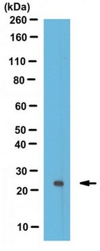 Anti-monoubiquitin H2A Antibody (Lys119) from rabbit, purified by affinity chromatography