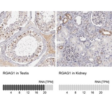 Anti-RGAG1 antibody produced in rabbit Prestige Antibodies&#174; Powered by Atlas Antibodies, affinity isolated antibody, buffered aqueous glycerol solution