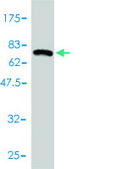 Monoclonal Anti-HDAC11 antibody produced in mouse clone 1C2-2G5, purified immunoglobulin, buffered aqueous solution