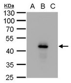 Monoclonal Anti-Dengue virus NS1 protein antibody produced in mouse clone GT1061, affinity isolated antibody