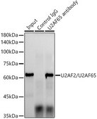 Anti-U2AF2/U2AF65 Antibody, clone 8E8R9, Rabbit Monoclonal
