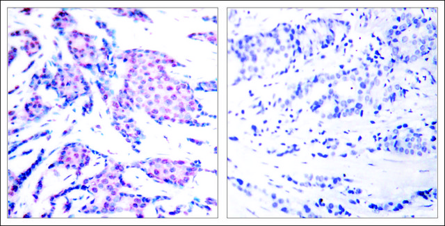 Anti-phospho-JUN (pThr93) antibody produced in rabbit affinity isolated antibody