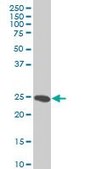 Monoclonal Anti-HMGB2 antibody produced in mouse clone 3C7, purified immunoglobulin, buffered aqueous solution