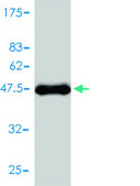 Monoclonal Anti-CALM2 antibody produced in mouse clone 3F4-G5, purified immunoglobulin, buffered aqueous solution