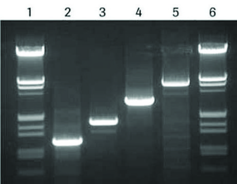 High Fidelity PCR Master sufficient for &#8804;200&#160;reactions, kit of 1 (2 components), suitable for PCR