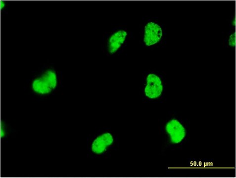 Monoclonal Anti-DAZAP1, (C-terminal) antibody produced in mouse clone 2F6, purified immunoglobulin, buffered aqueous solution