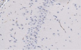 Anti-NeuN Antibody, clone A60 ZooMAb&#174; Mouse Monoclonal recombinant, expressed in HEK 293 cells