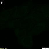 Anti-CD226/DNAM-1 Antibody, clone LeoA1 ZooMAb&#174; Mouse Monoclonal recombinant, expressed in HEK 293 cells