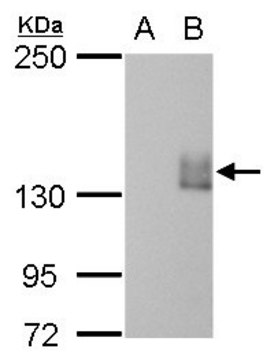 Monoclonal Anti-mCherry antibody produced in mouse clone GT844, affinity isolated antibody