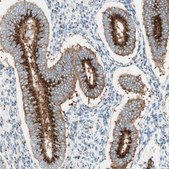 Anti-GOLGB1 antibody produced in rabbit Ab2, Prestige Antibodies&#174; Powered by Atlas Antibodies, affinity isolated antibody, buffered aqueous glycerol solution