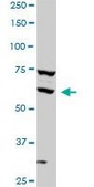 Monoclonal Anti-SREBF1 antibody produced in mouse clone 4B10, purified immunoglobulin, buffered aqueous solution