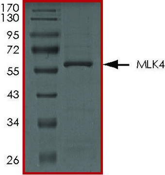 MLK4, Active PRECISIO&#174; Kinase, recombinant