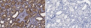 Anti-Erythropoietin Antibody, clone 6E5, ZooMAb&#174; Rabbit Monoclonal recombinant, expressed in HEK 293 cells