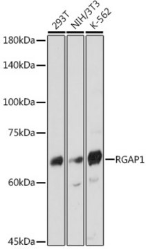 Anti-RGAP1 Antibody, clone 10F7U6, Rabbit Monoclonal