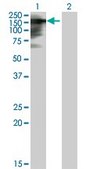 Anti-TIMELESS antibody produced in mouse purified immunoglobulin, buffered aqueous solution