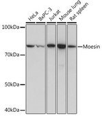 Anti-Moesin antibody produced in rabbit