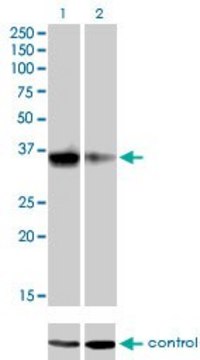 Monoclonal Anti-GSC, (C-terminal) antibody produced in mouse clone 3D11, purified immunoglobulin, buffered aqueous solution