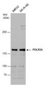 Anti-POLR3A antibody produced in rabbit