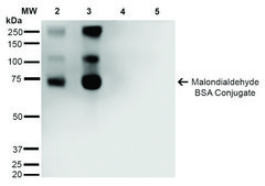 Monoclonal Anti-Malondialdehyde-Allophycocyanin antibody produced in mouse clone 11E3