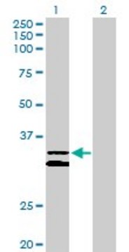 Anti-PCDH1 antibody produced in rabbit purified immunoglobulin, buffered aqueous solution