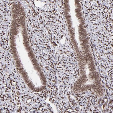 Anti-ZFX antibody produced in rabbit Prestige Antibodies&#174; Powered by Atlas Antibodies, affinity isolated antibody, buffered aqueous glycerol solution