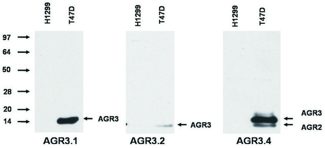 Monoclonal Anti-AGR2/AGR3 antibody produced in mouse clone AGR3.4