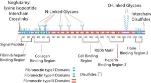 Fibronectin Adhesion-promoting Peptide &#8805;95% (HPLC)