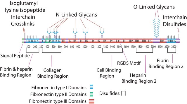 Fibronectin Fragment III1-C human recombinant, expressed in E. coli, lyophilized powder