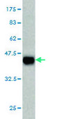 Monoclonal Anti-DAAM1 antibody produced in mouse clone 5D3, purified immunoglobulin, buffered aqueous solution