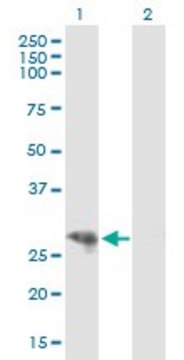 Anti-CYP3A43 antibody produced in mouse IgG fraction of antiserum, buffered aqueous solution