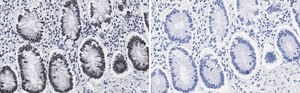 Anti-ZNF638 Antibody, clone 4C19 ZooMAb&#174; Rabbit Monoclonal recombinant, expressed in HEK 293 cells