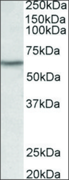 Anti-LCK antibody produced in goat affinity isolated antibody, buffered aqueous solution