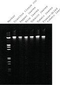 GenElute&#8482; Plant Genomic DNA Miniprep Kit sufficient for 10&#160;purifications