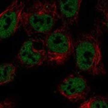 Anti-LRRTM3 antibody produced in rabbit Prestige Antibodies&#174; Powered by Atlas Antibodies, affinity isolated antibody, buffered aqueous glycerol solution