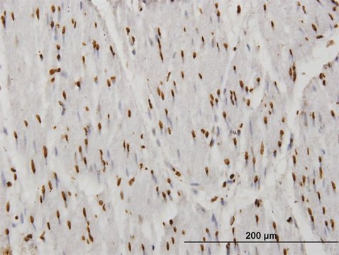 ANTI-TAF11 antibody produced in mouse clone 3H5, purified immunoglobulin, buffered aqueous solution