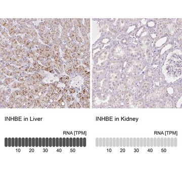 Anti-INHBE antibody produced in rabbit Prestige Antibodies&#174; Powered by Atlas Antibodies, affinity isolated antibody, buffered aqueous glycerol solution