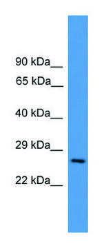 Anti-CD8A antibody produced in rabbit affinity isolated antibody