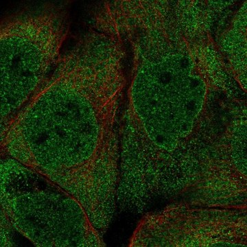 Anti-PUM2 antibody produced in rabbit Prestige Antibodies&#174; Powered by Atlas Antibodies, affinity isolated antibody