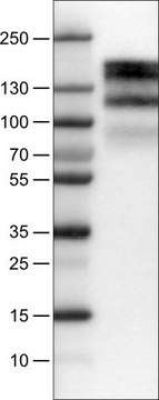 Monoclonal Anti-EGFR antibody produced in mouse Prestige Antibodies&#174; Powered by Atlas Antibodies, clone CL0822, purified immunoglobulin, buffered aqueous glycerol solution