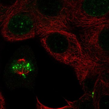 Anti-INCENP antibody produced in rabbit Prestige Antibodies&#174; Powered by Atlas Antibodies, affinity isolated antibody