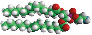 16:0-18:1 PE Avanti Research&#8482; - A Croda Brand